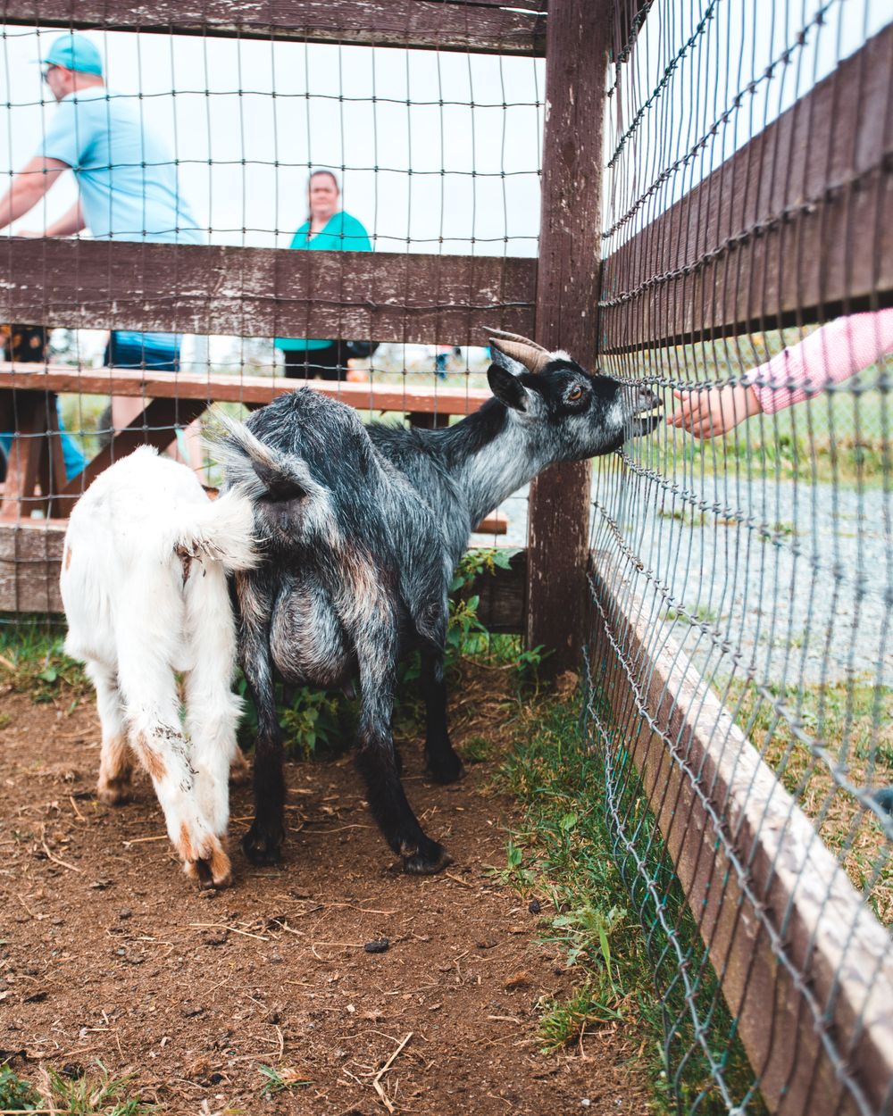 Goats at a petting-farm fence with visitors watching