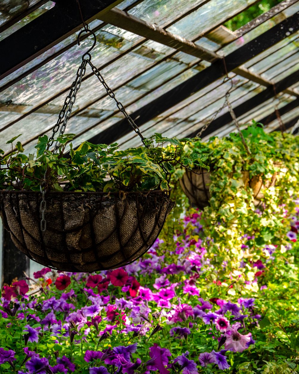 Plants and flowerpots lined up in a bright garden centre glasshouse