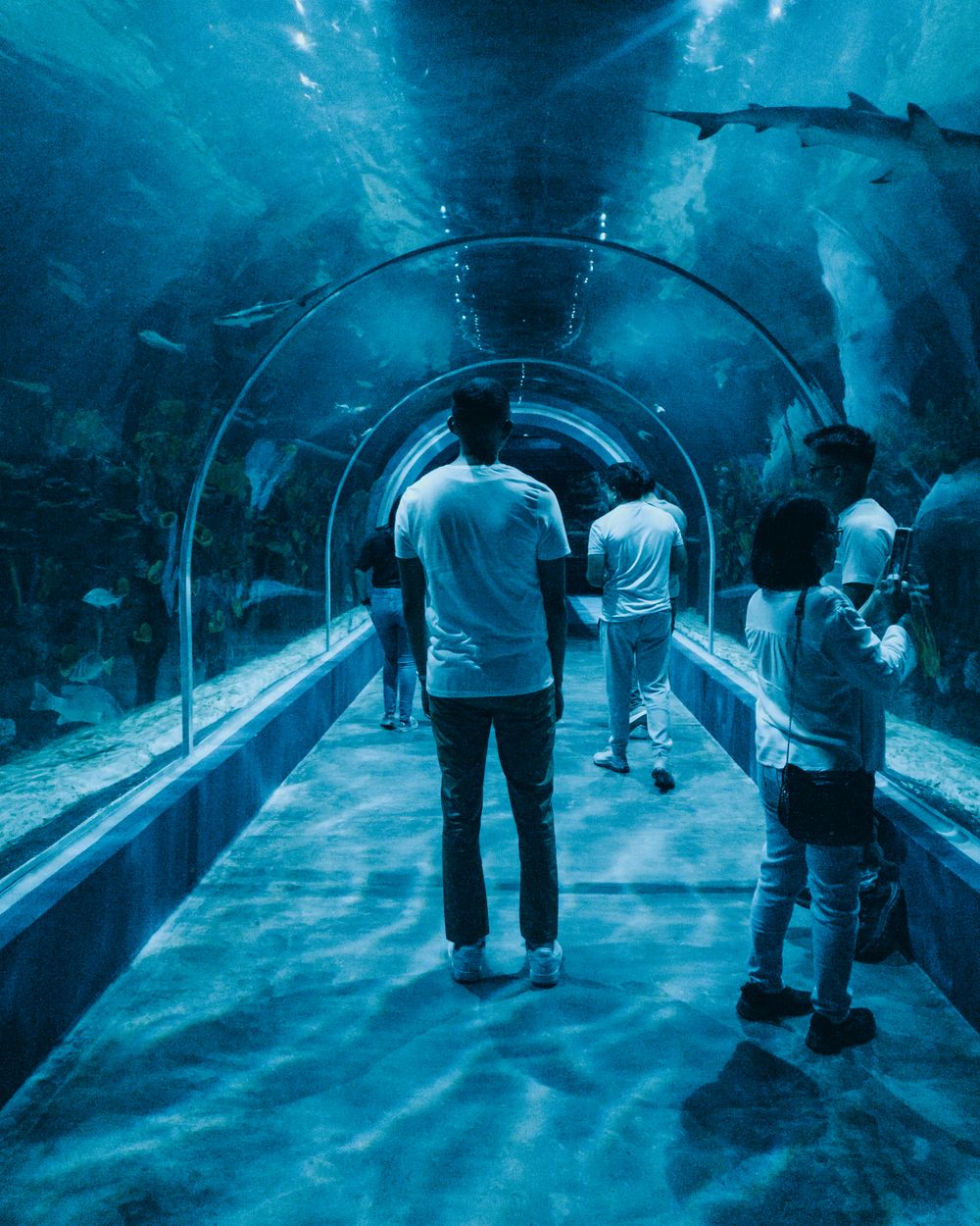 Visitors walking through an aquarium tunnel with fish overhead